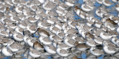 sanderlings_dunlins