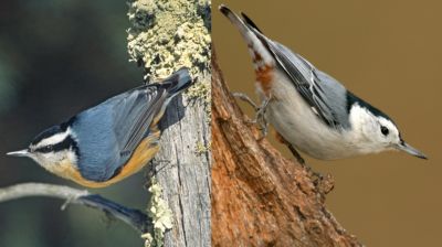 red-breasted_white-breasted_nuthatch