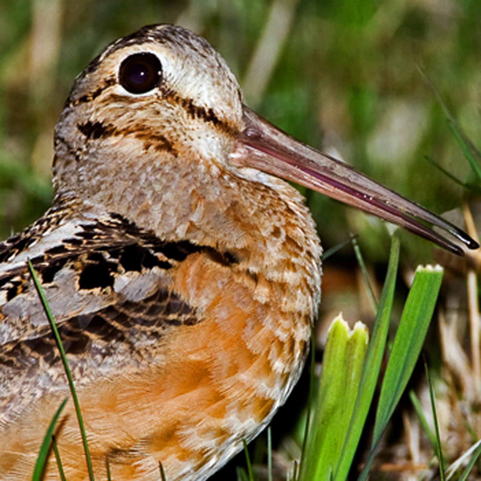 American Woodcock Bird Call iPhone Ringtone - Wildtones